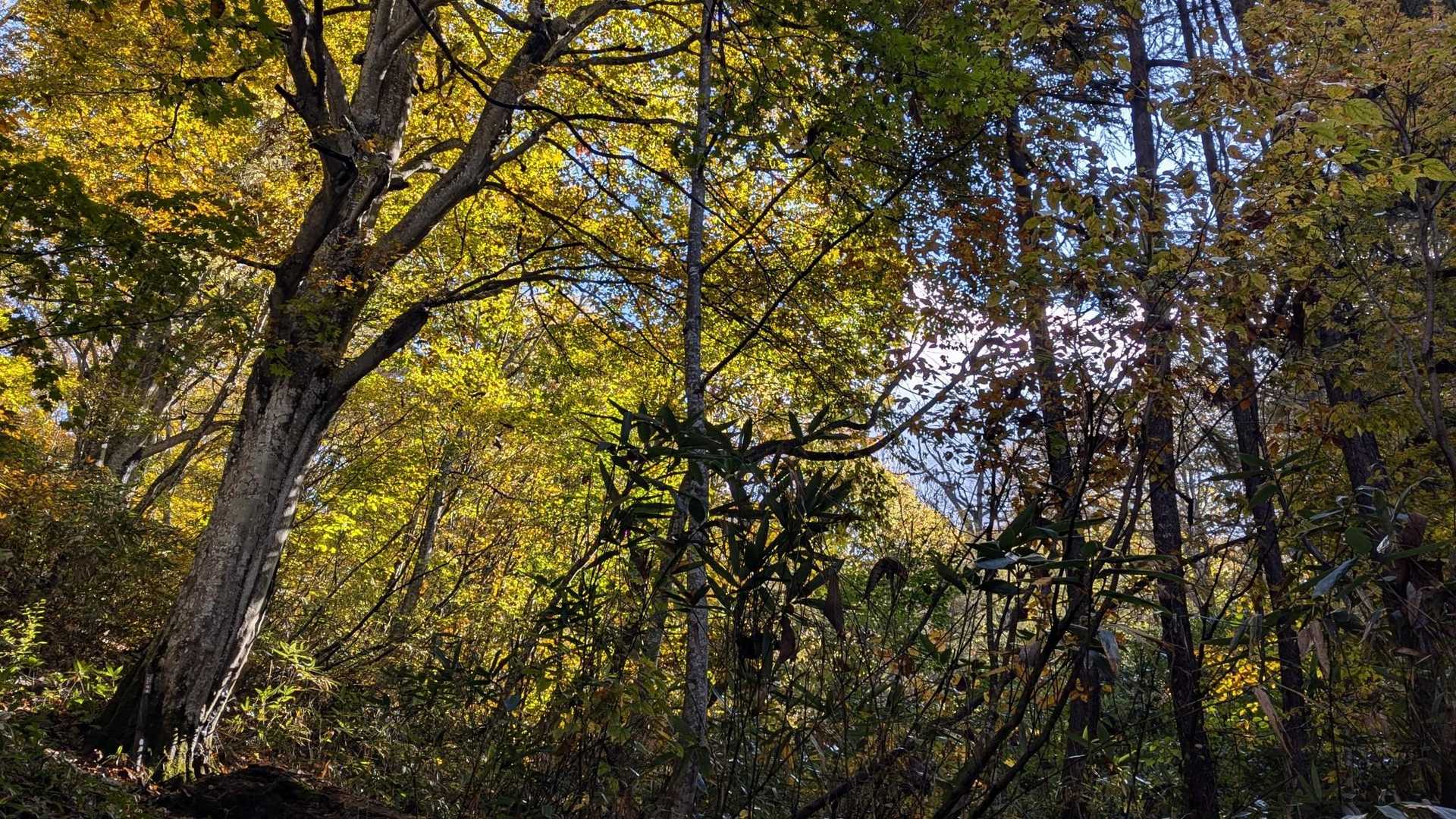 大きなブナ🌳