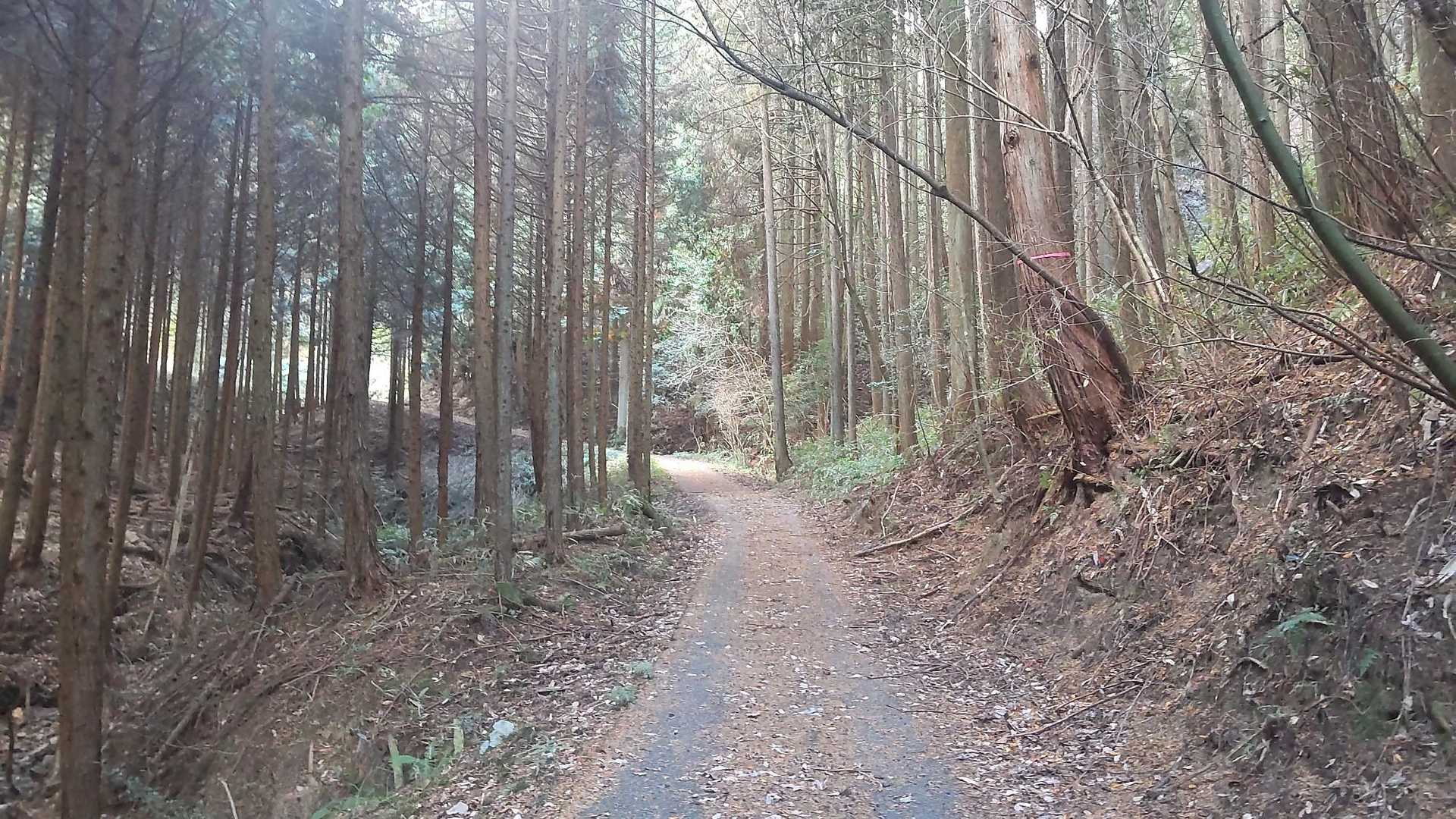 林道です🌲🌲