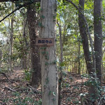 三角点見つけられず