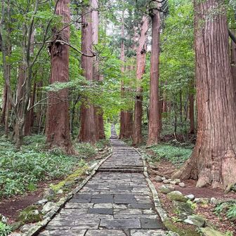 杉並木が続く。雨上がりの涼しさも相まり空気が美味。