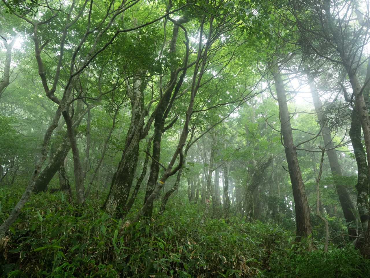 冠部分にあたる山頂は少しガス。