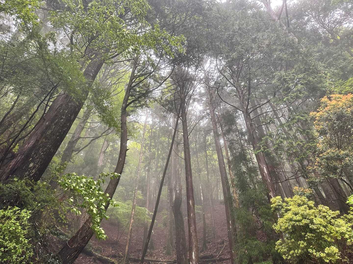 木々が立派