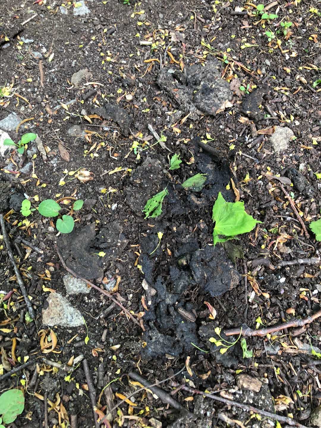 ２番目に発見した🐻の💩　