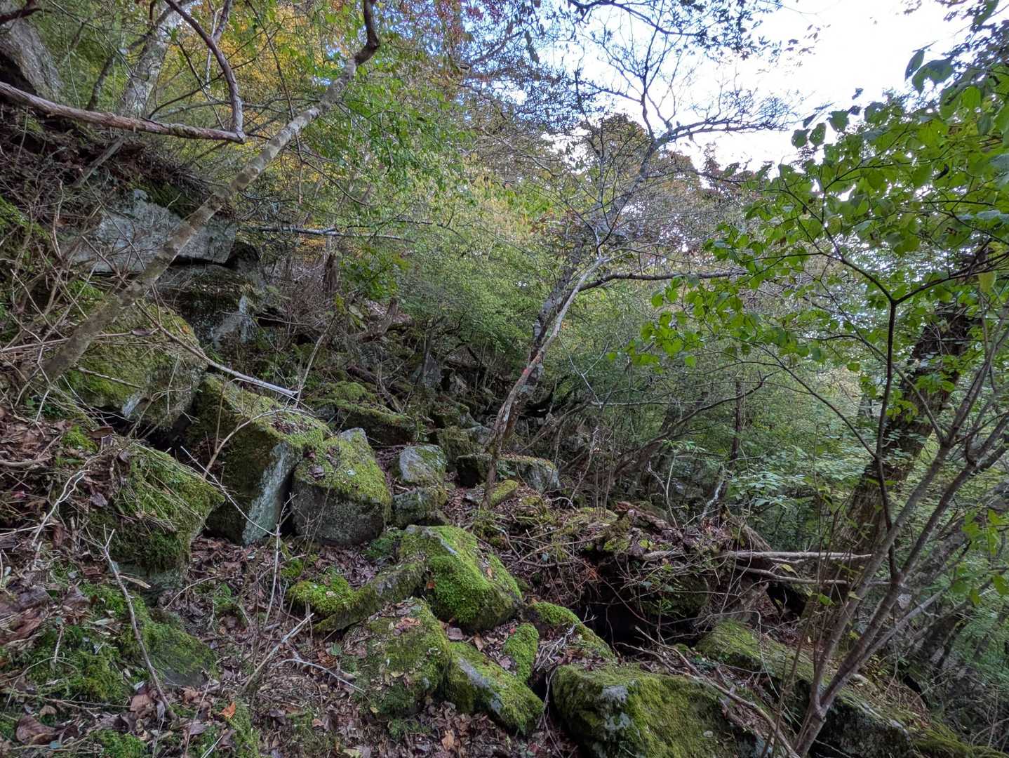 再びゴロゴロ岩で🥵
途中で分岐を見落として右の上峠側に進んでしまい上り返して
