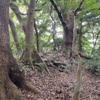 大樹だらけ。🌳🌳🌳