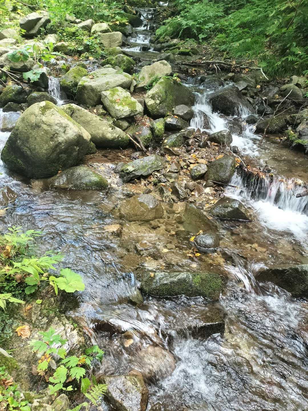 渡渉