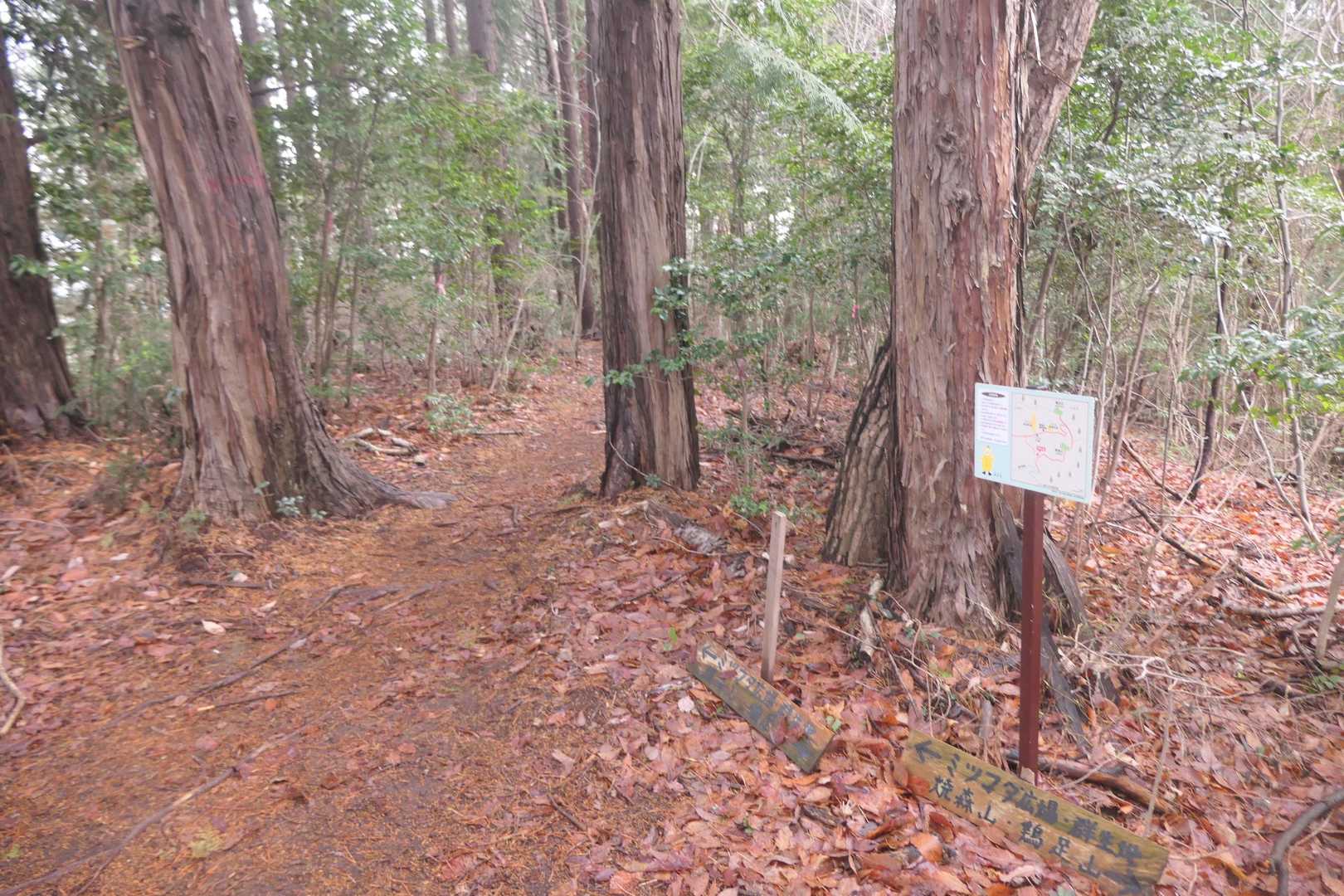 焼森山の山頂とミツマタ群生地の分岐。