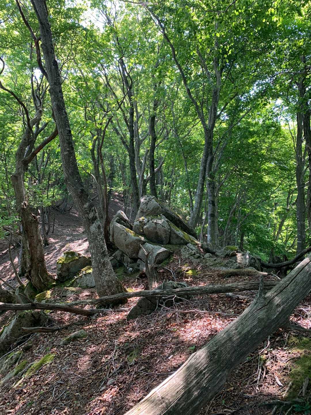 法沢山 往復コースの写真