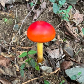 真っ赤で可愛い🍄