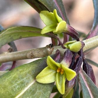 ムラサキオニシバリ
　　　　ジンチョウゲ科ジンチョウゲ属

　高尾山、山頂の片隅に咲いています。今日は2輪咲いていました。(ビジターセンターでも案内しているので場所は公開しています)

　写真のように萼筒の外側が紫色をしたオニシバリ。南高尾で最初に発見されたもので、高尾近辺でしか見られないようです。雌雄異株。花期は2-4月。

　今日撮影した写真は5枚だけです。続いて以前撮影したサトイモ科植物を追加しました。