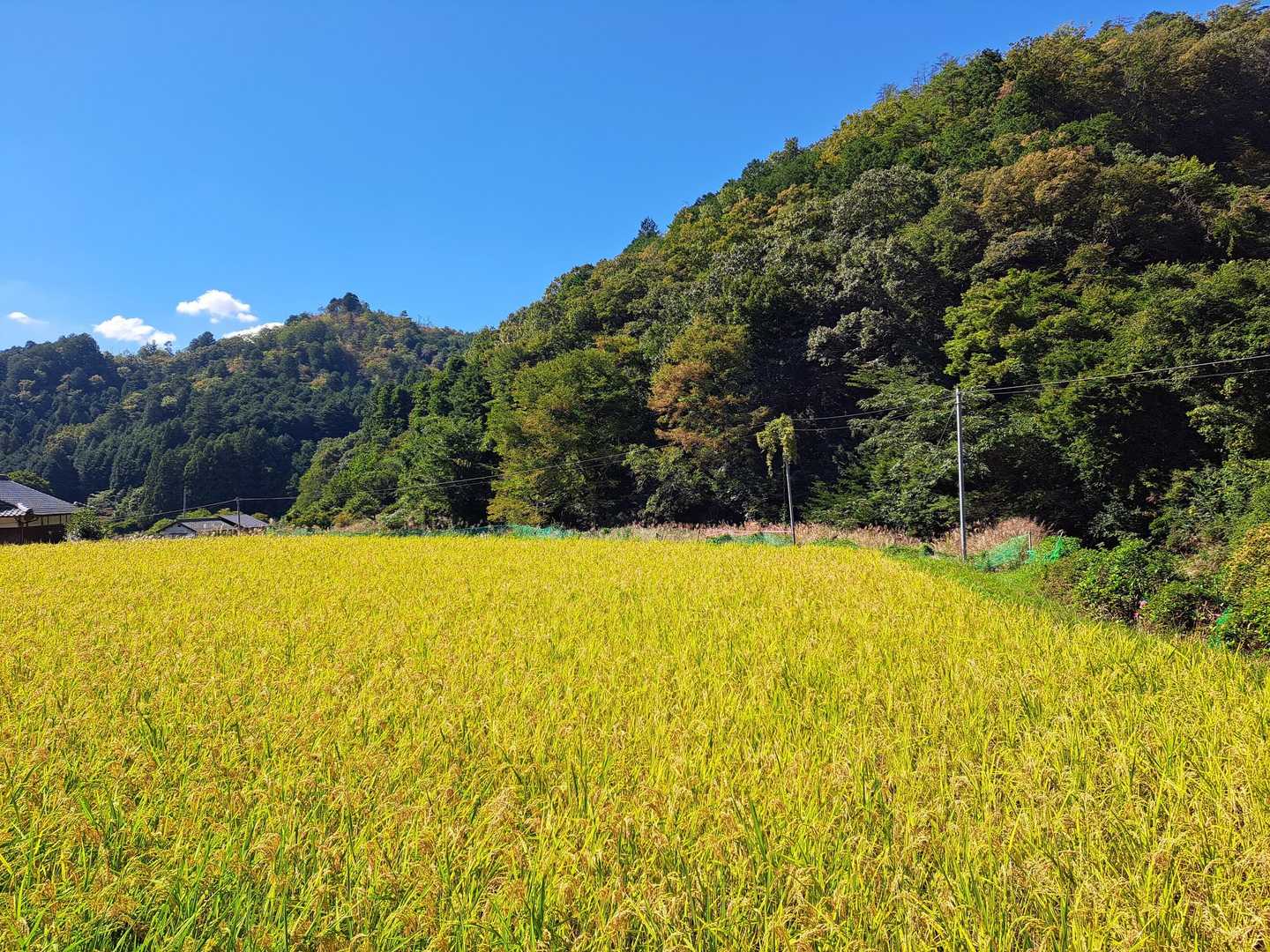 実りの秋ですね🌾
道中の篠山市内はあちこちで
黒枝豆の販売所が出来てました
●●●😋