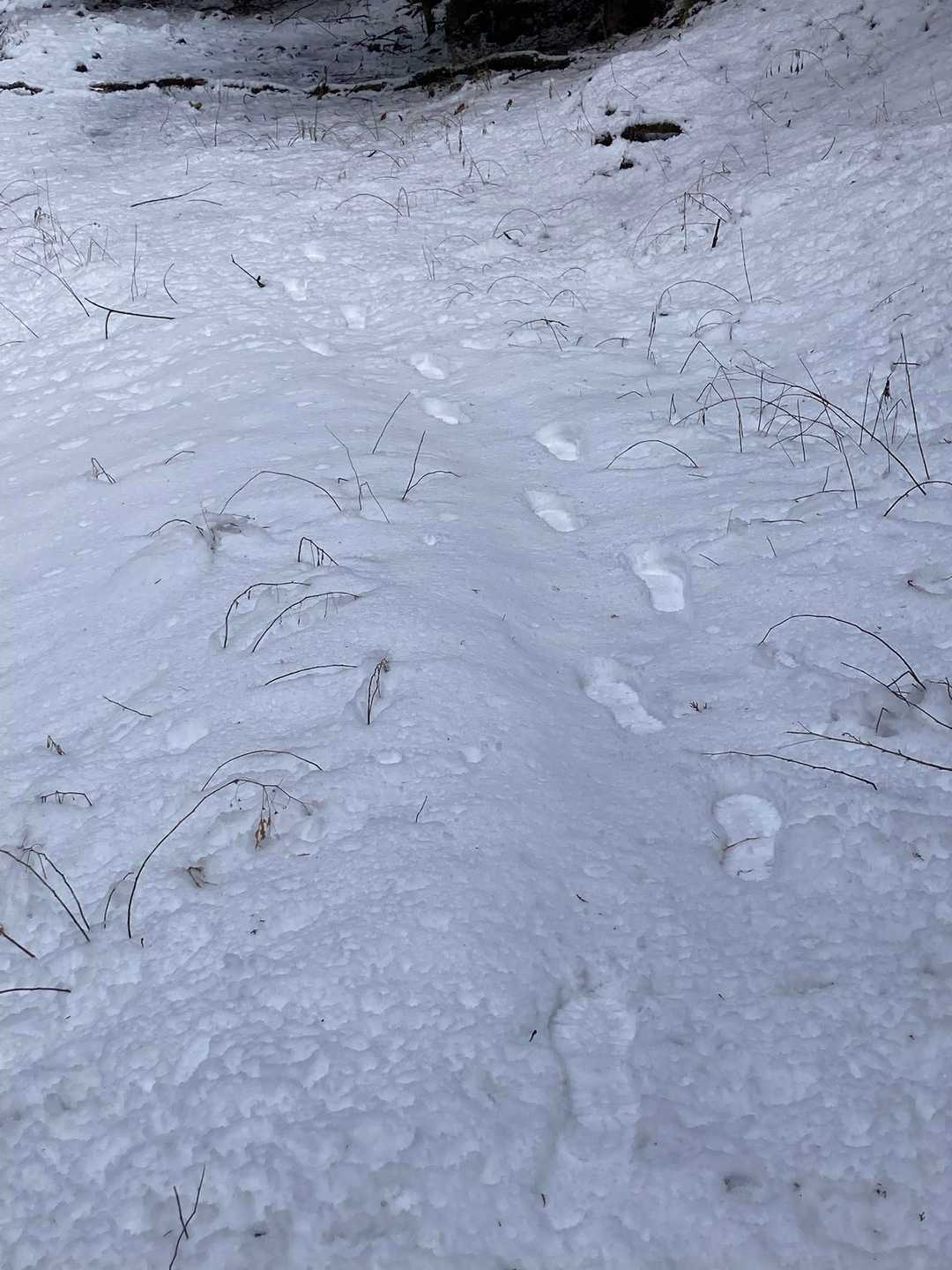 先を歩く方の足跡👣追います🐾