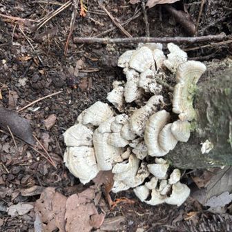 たくさんのキノコ🍄‍🟫