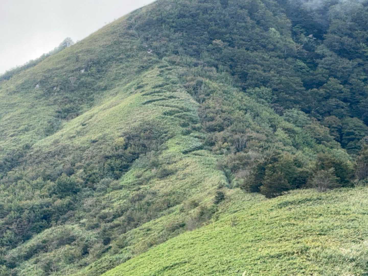 降りてきた道振り返るギザギザ道
