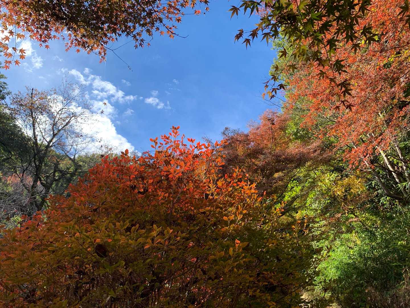 青空と紅葉🍁が綺麗でした🤩