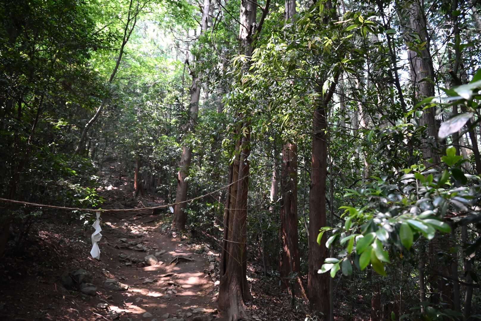 登山道へ入りました

蒸し暑くて低山らしい‥ かと思いきや
意外！涼しい風が吹いて快適✨

一気にクールダウンです😘