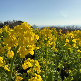 ビタミンカラー💛