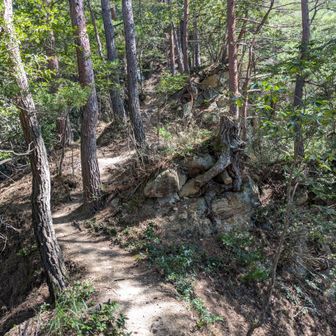 気持ち良い登山道