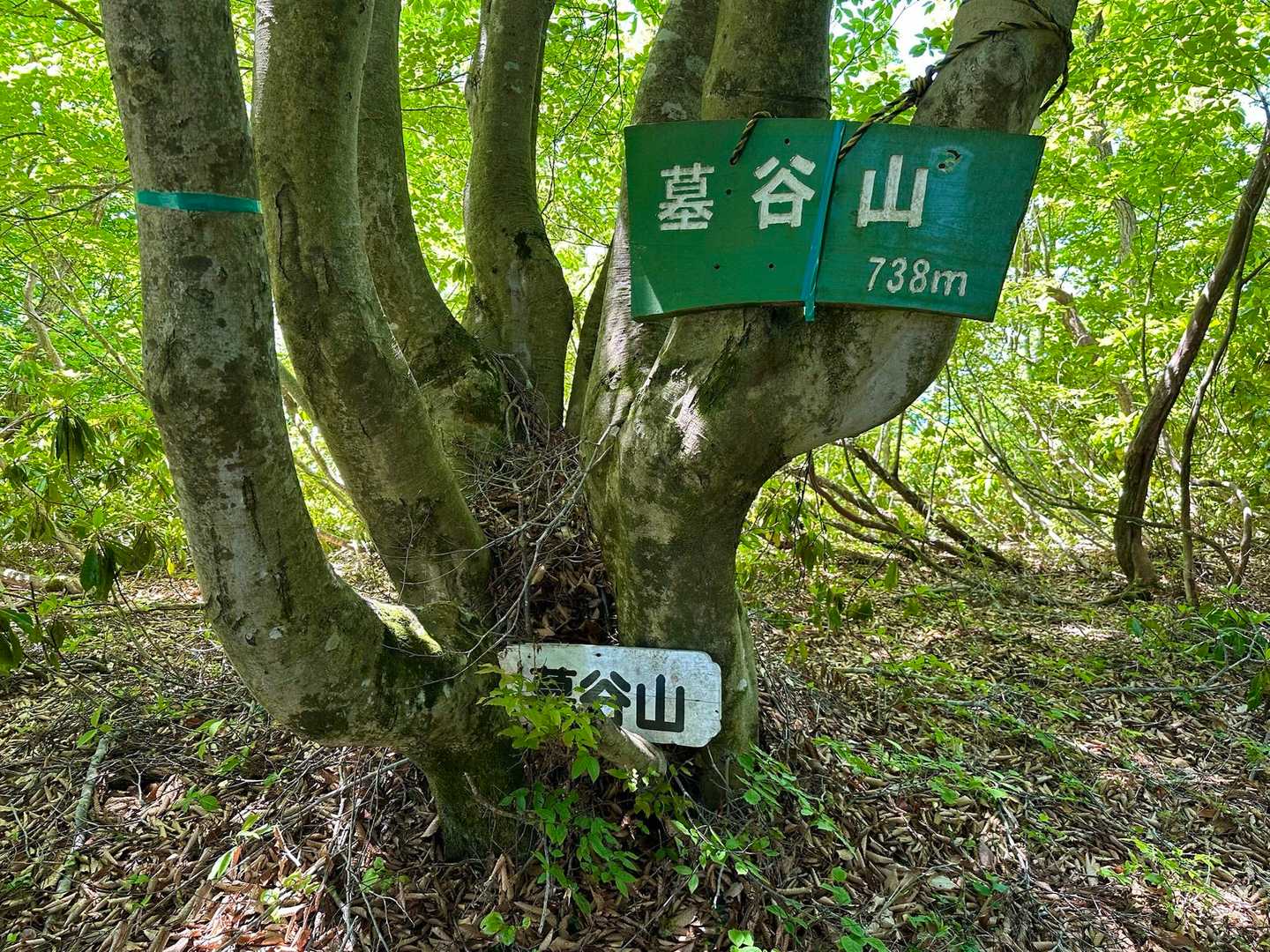 墓谷山山頂
大きな看板でした