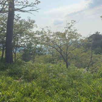 藪漕ぎでした
