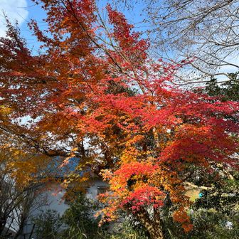 「紅い誘惑」じゃなかった「赤い疑惑」だったかなぁ