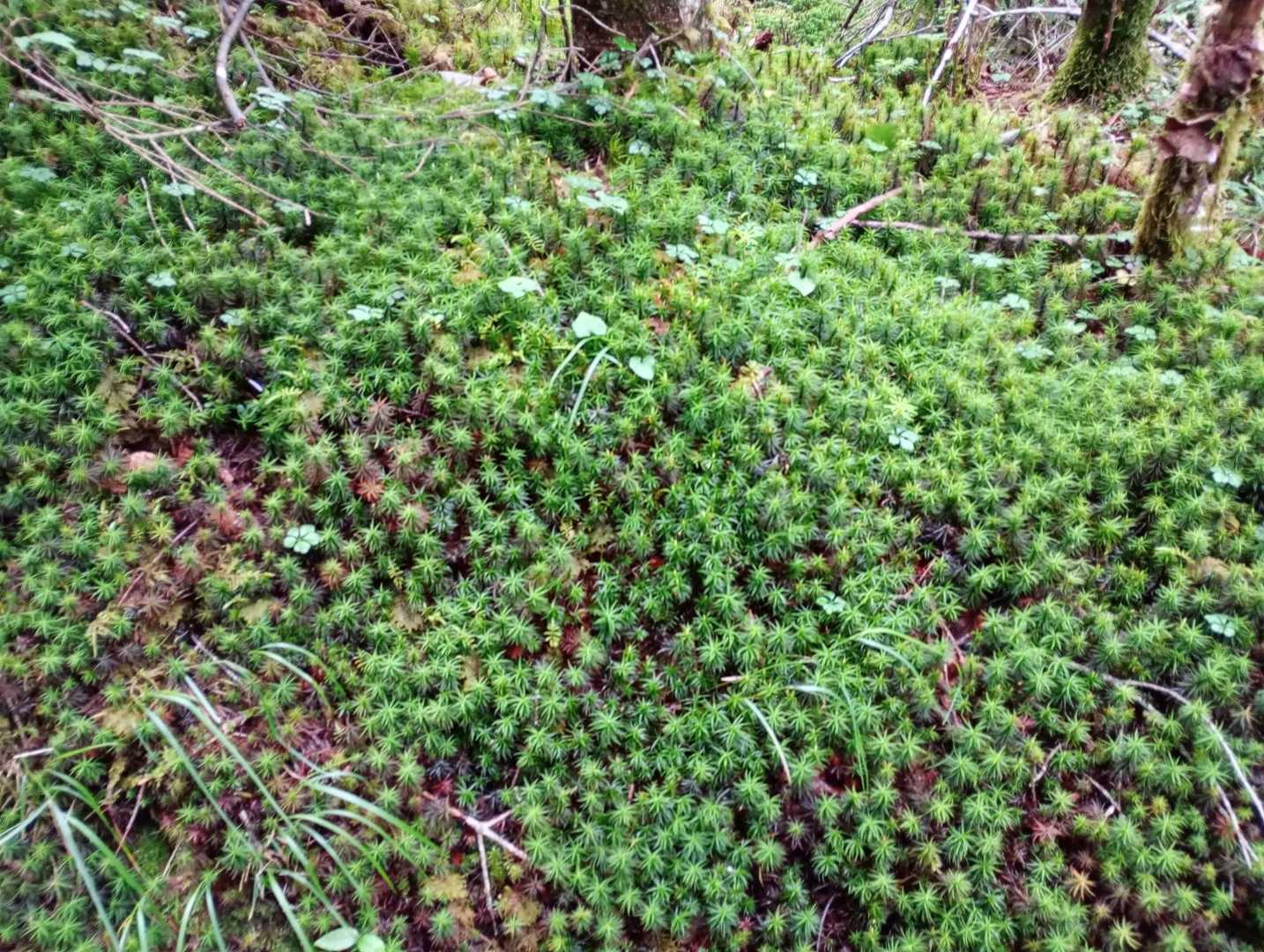 苔の感じ💯