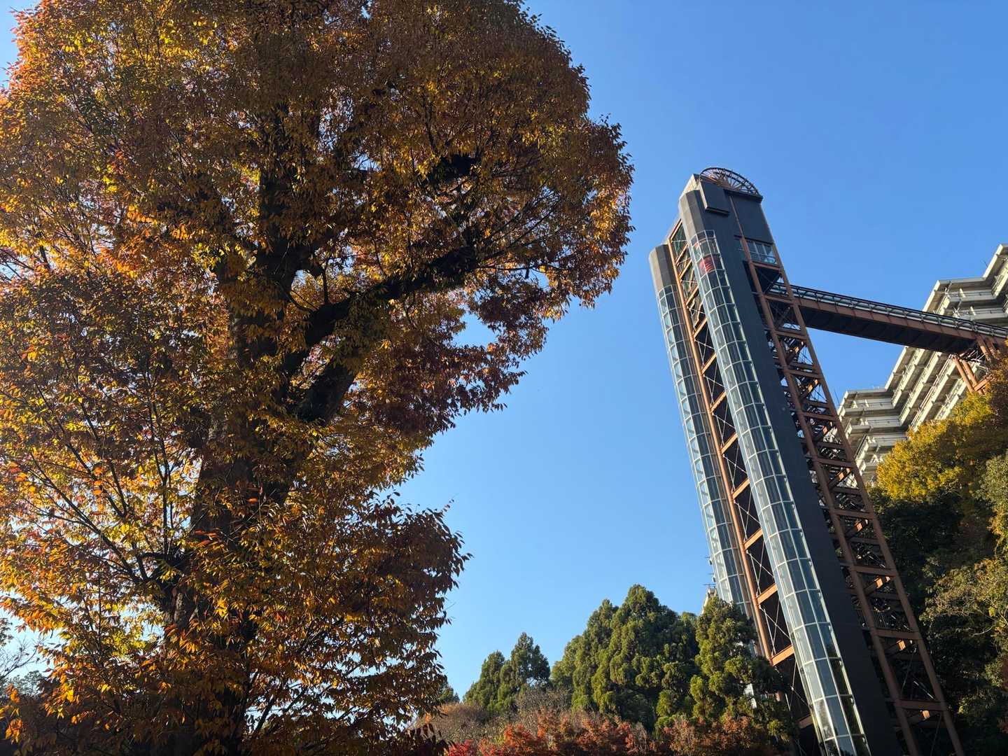 
**箕面スパーガーデン。
今日は心ほどけるまったりハイキング🥾
ゆっくりと色づく秋の風景を、
みんなで語らいながら歩きました。
ひらひら落ちる紅葉も、笑い声も、
どこか優しくてあたたかい。

ご観覧ありがとうございました🙇‍♂️