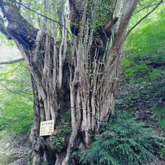 無臭です