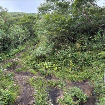 大荷物を背負ってますが、だいぶ涼しくなって快適に源太ヶ岳分岐まで上がってくる。