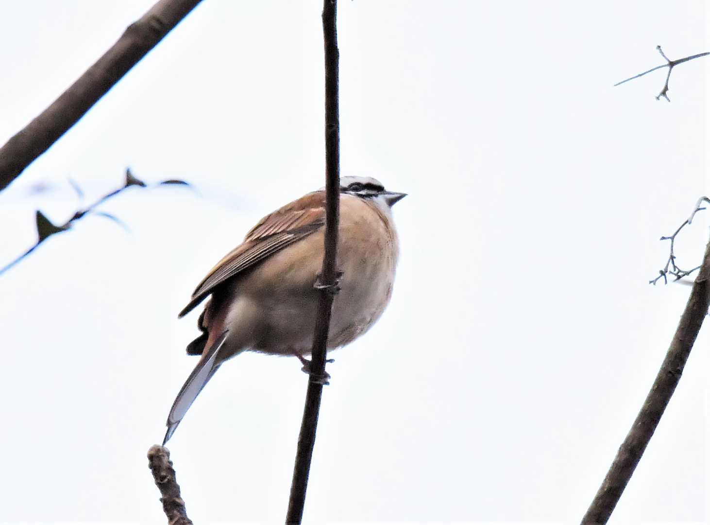 並石ダムを出発したら、最初にホオジロさんにおはよう！寒いからまんまる～