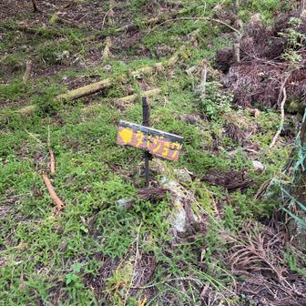 本当は登りで使ってみようと思ってたタイジョウへのルート
この小さな分岐を行きに見落とした

今は恨めしさしかない