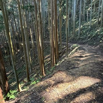 ここからずっと林道