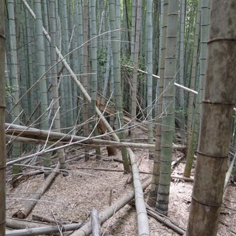 取り付き口が分かりにくいですが、竹藪を進んで八額山を目指します