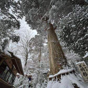 立派な天狗杉👺
迫力が凄い✨