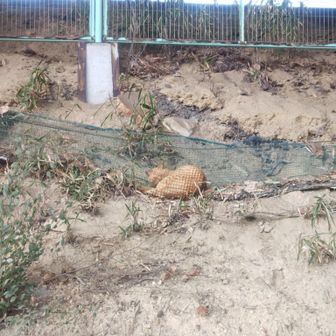 網の中で寝ておる。