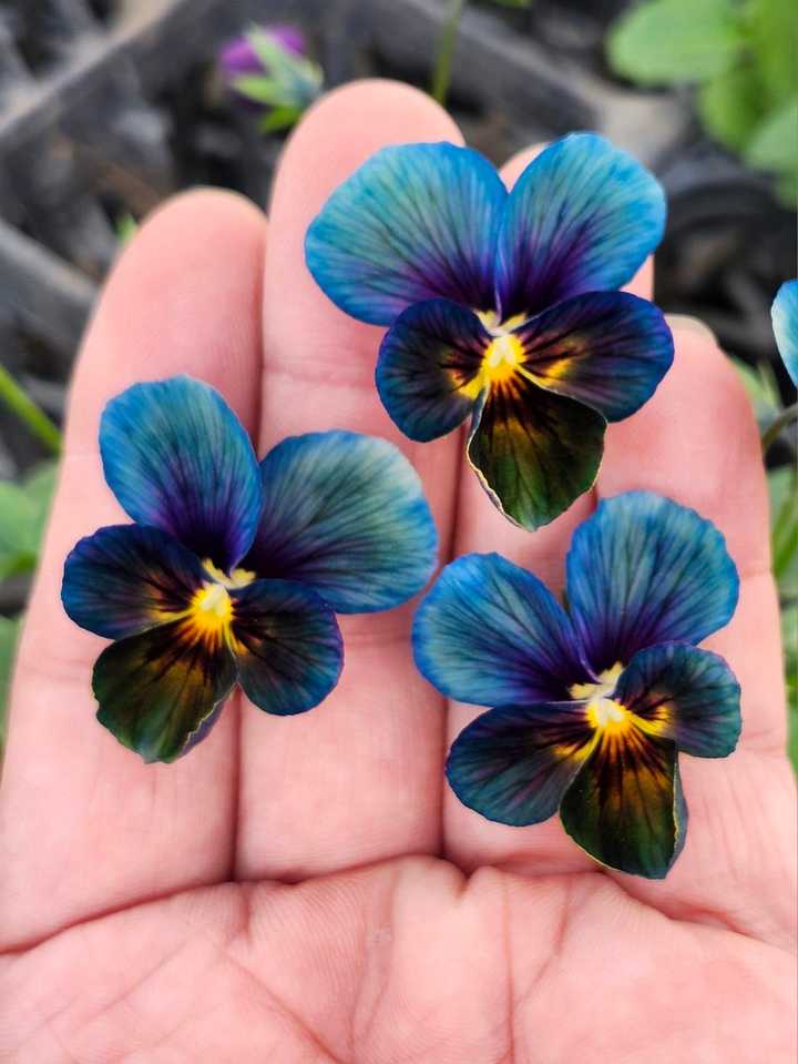 昨年の｢すみれ図鑑｣に続き｢パルプンテ｣ / きまぐれ坊やさんの