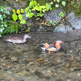藤野に向かう途中、川に華やかな鳥がいる！と見たらオシドリでした❣️