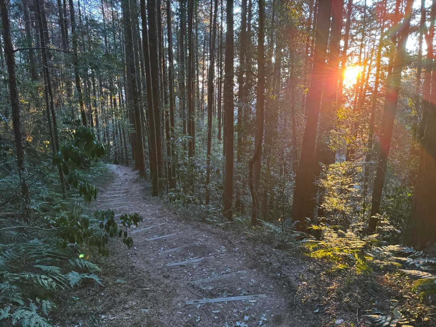 七曲り登山道コースも歩きやすく整備されている