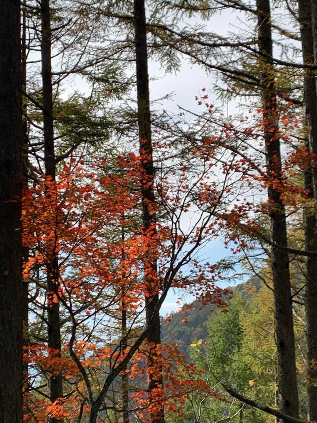 紅葉🍁を愛でながら🥾