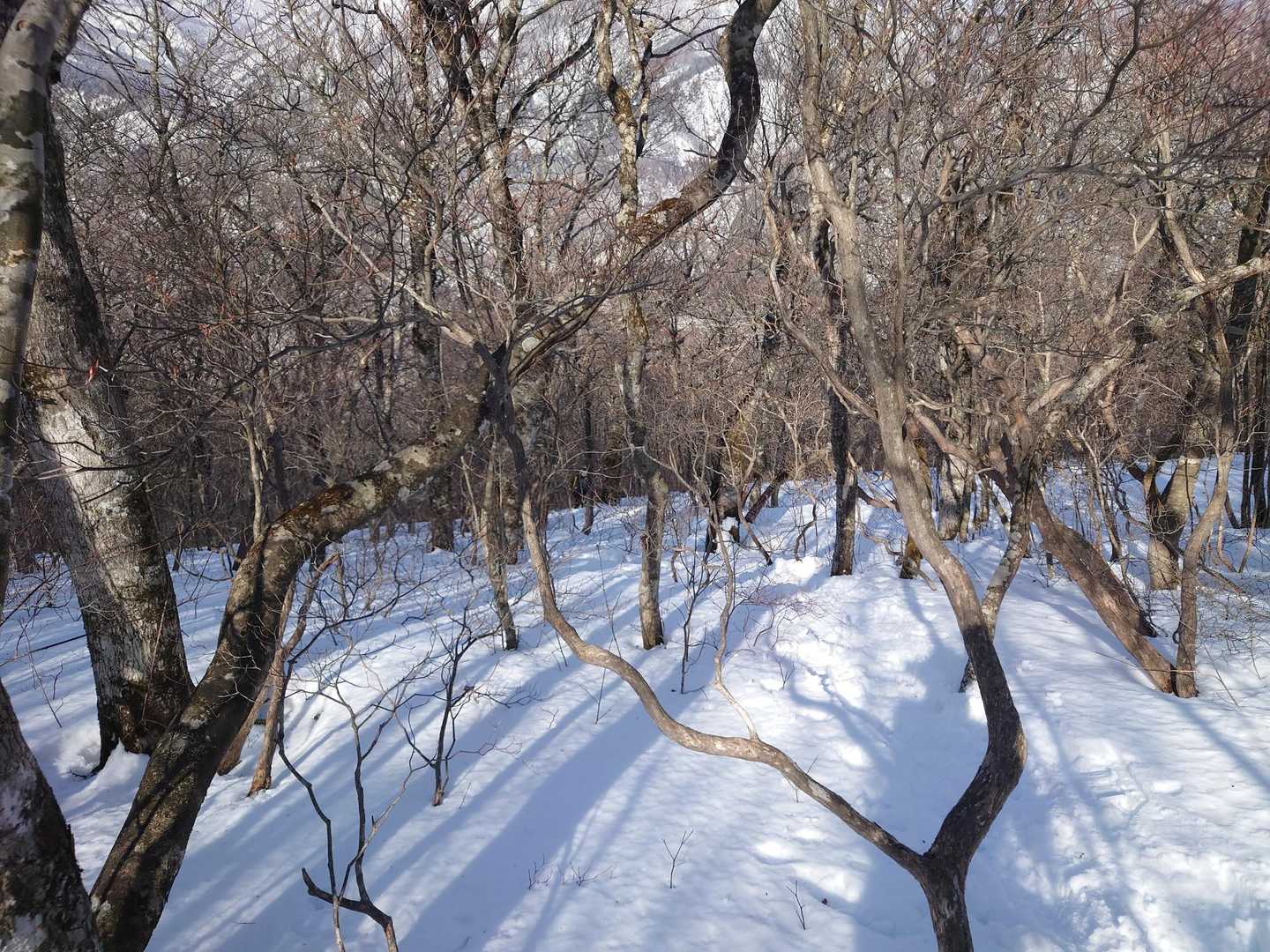 下山はシロヤシオコースで一気におりました。
