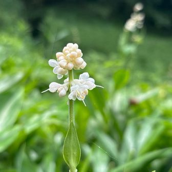 ふと気がつけば足元にたくさん咲いてた。
ヤブミョウガ
確かな葉っぱは茗荷だった😄
