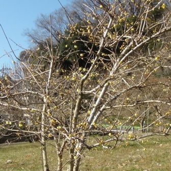 まちの広場にロウバイのつぼみ