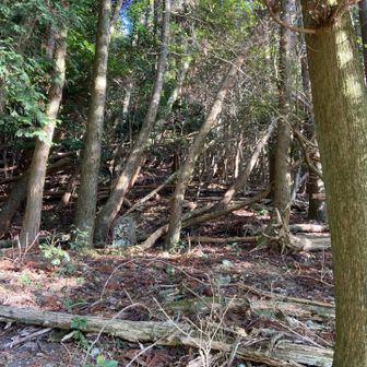 ネットが終わったら直登だ❗️