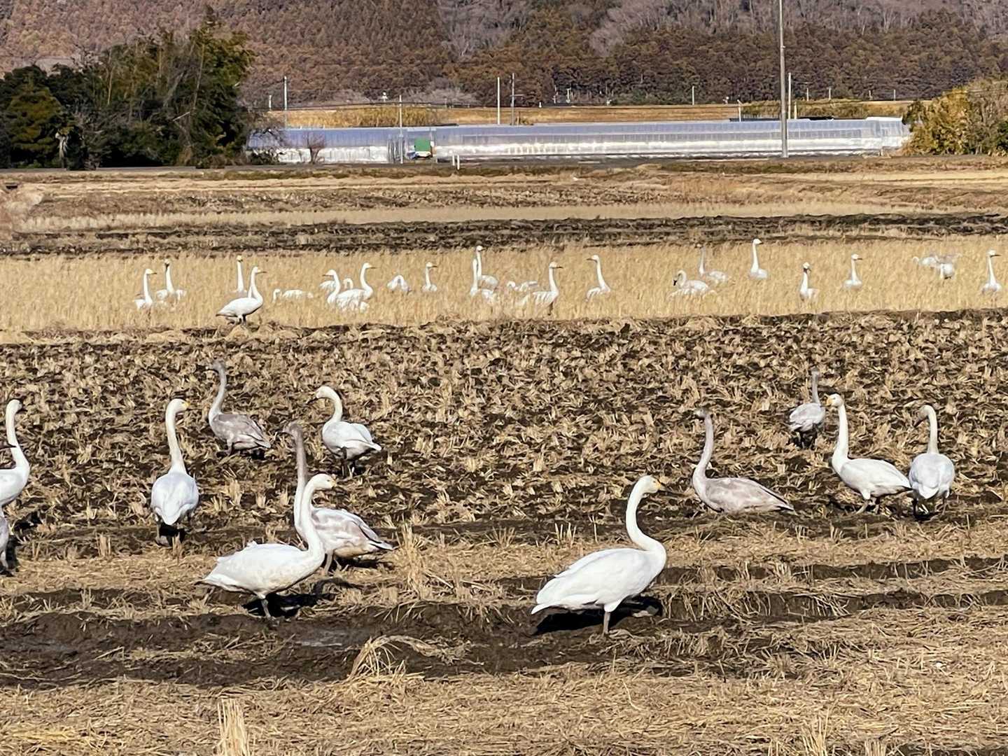 阿武隈川の白鳥🦢がみんなこちらへ😱
めっちゃいっぱい🦢🦢