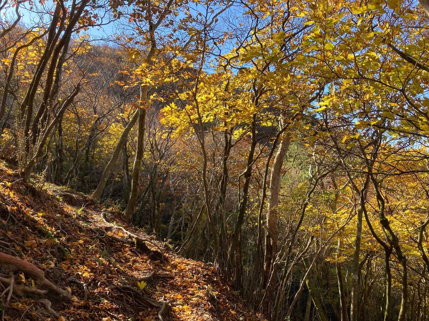 道も落ち葉で紅葉🍁