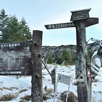 坪庭到着、久しぶりのキツツキさん（オオアカゲラ❓）