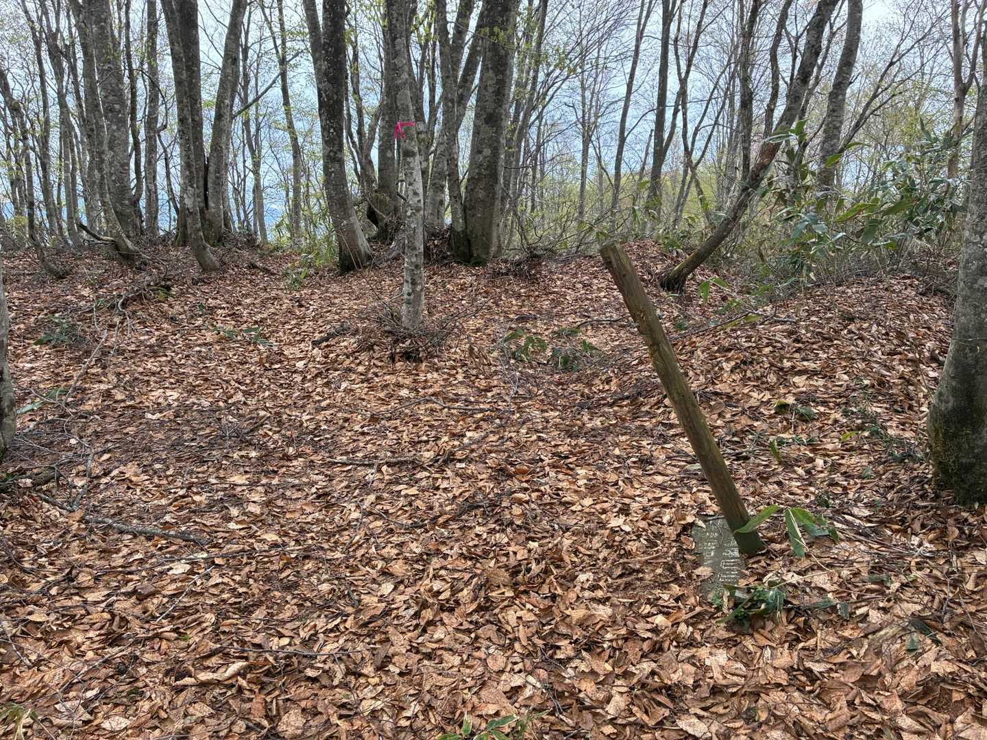 もうすぐ山頂～と単純に喜んでいたら偽ピークだった