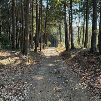 メッチャ歩き易くて、行き過ぎて戻った💦
ここを左⬅️に行かなくてはいけなかった😢
ここでルートミスして凹む😔