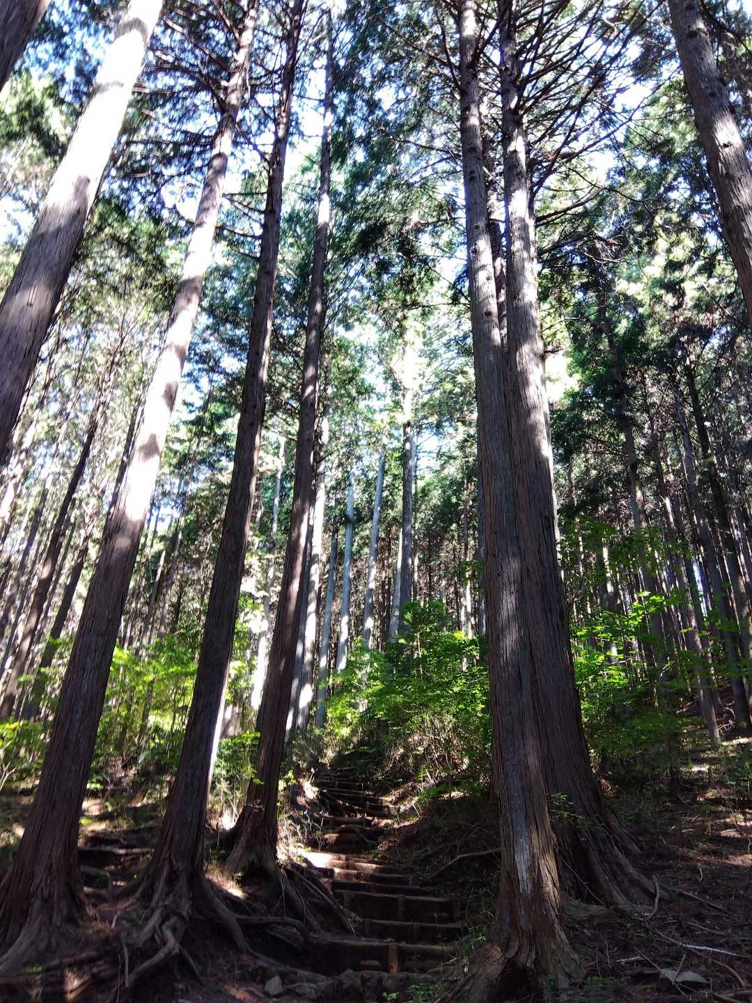軍畑駅-常福院-高水山 往復コースの写真