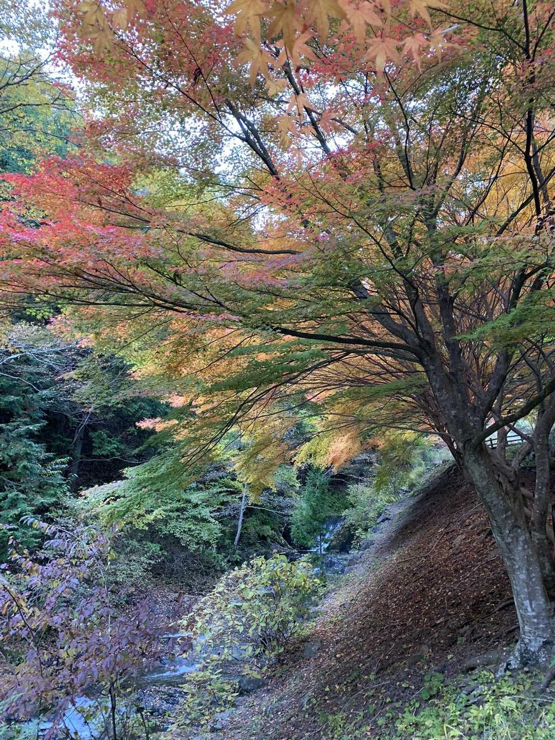 三ッ峠山登山口-三ッ峠山-三つ峠駅 縦走コースの写真